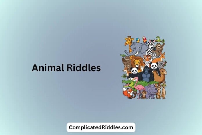 Animal Riddles