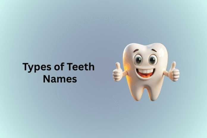 Types of Teeth Names