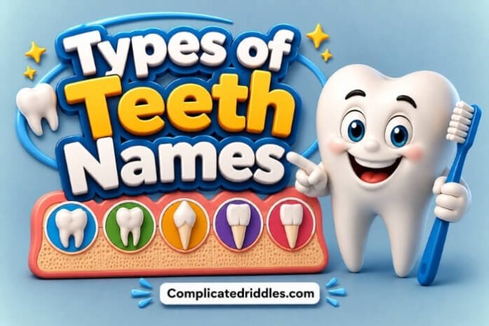 Types of Teeth Names